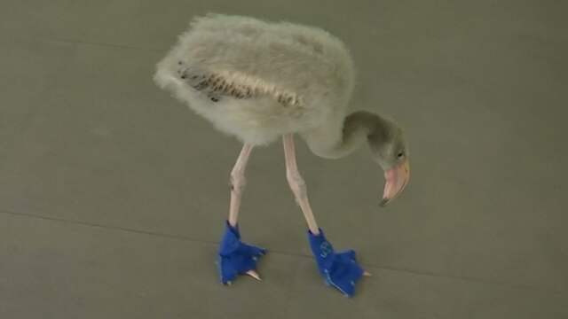 Babyflamingo uit Singapore draagt speciale sloffen tegen heet asfalt