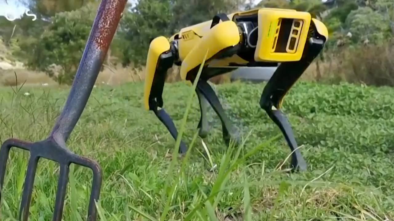Robot dog used as a sheep herder in New Zealand - Teller Report