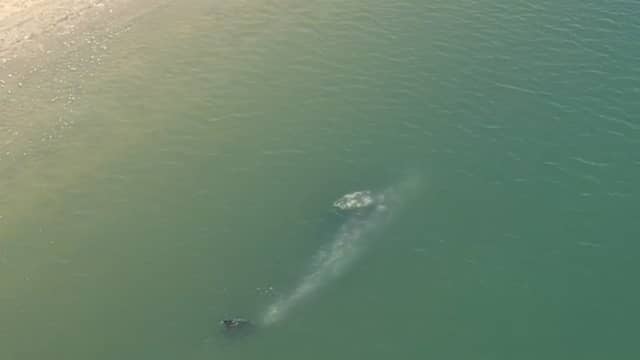 Strandwacht houdt walvis in de gaten aan kust van Californië