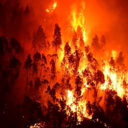 Brandweer nog steeds druk met grote bosbrand in Portugal