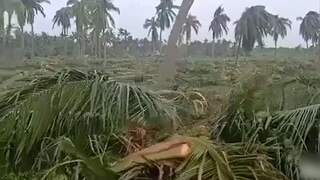 Honderdduizenden bomen ontworteld door cycloon India