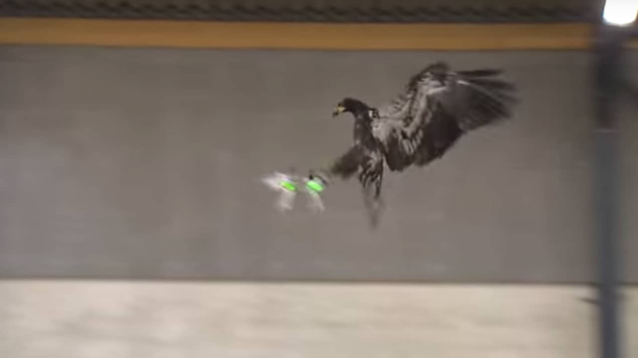Politie zet roofvogels in om vijandige drones uit de lucht te halen