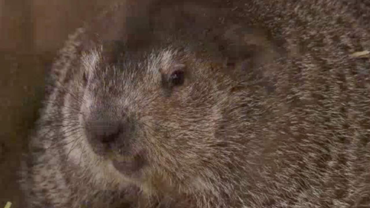 groundhog day vo marmot phil voorspelt lange winter op groundhog day groundhog day vo marmot phil voorspelt lange winter op groundhog day
