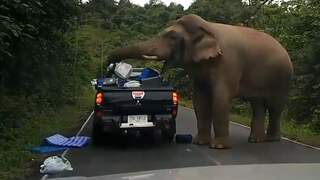 Olifant in Thailand haalt achterbak toeristen overhoop
