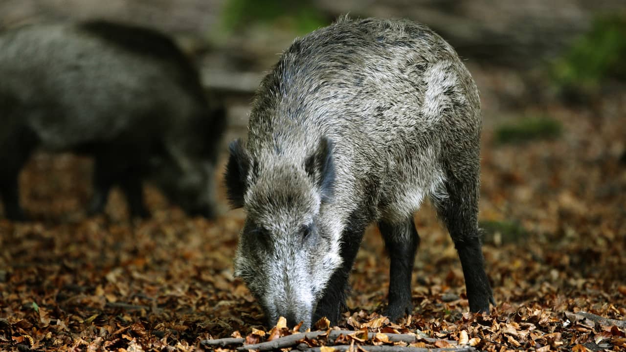 Weer Wandelaars Aangevallen Door Wilde Zwijnen Limburgse Gemeente