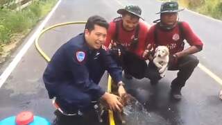 Brandweer redt puppy's uit natuurbrand in Thailand
