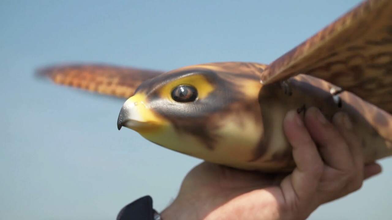 Robotvogel gaat vogels verjagen op Canadese luchthaven