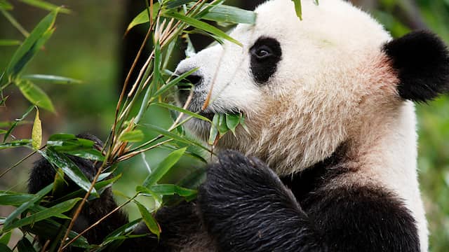 beschermde dieren lijst