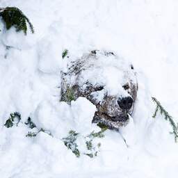 Las proteínas también se encuentran en los animales que hibernan sin hibernación