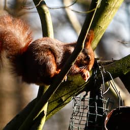 Twentse eekhoorns vallen dood uit bomen