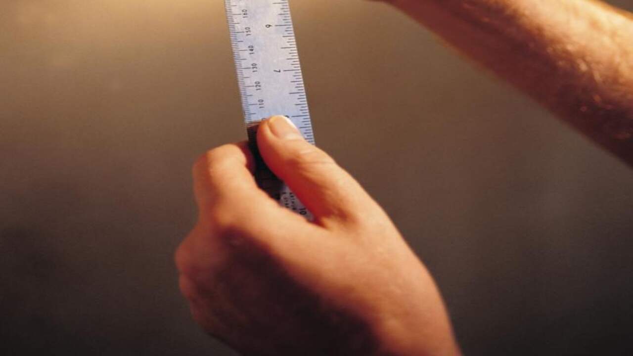 stam van de penis