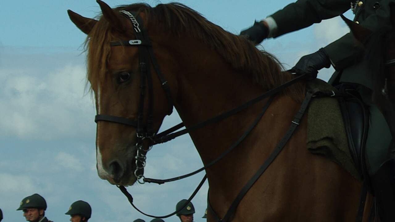 Paard overleden na mishandeling in Brucht - NU.nl