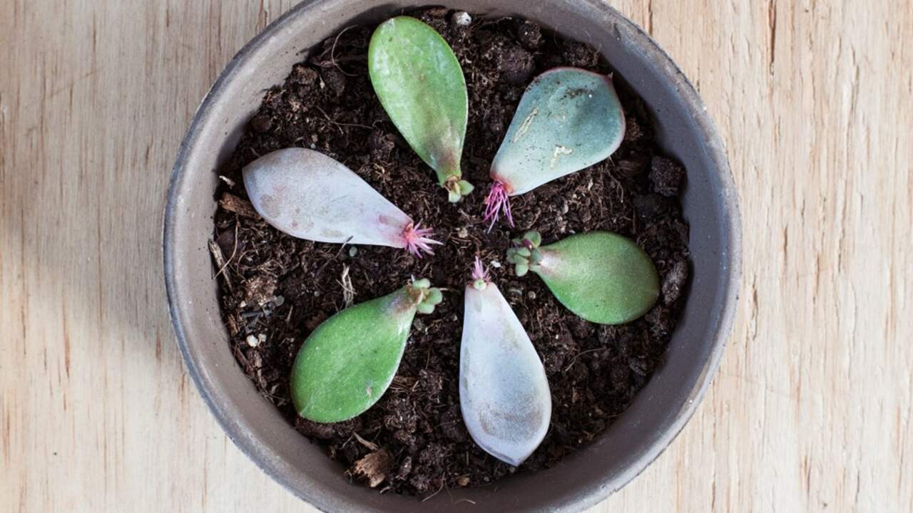 Zo Kun Je Plantjes Stekken Ook Zonder Groene Vingers Wonen NU Nl