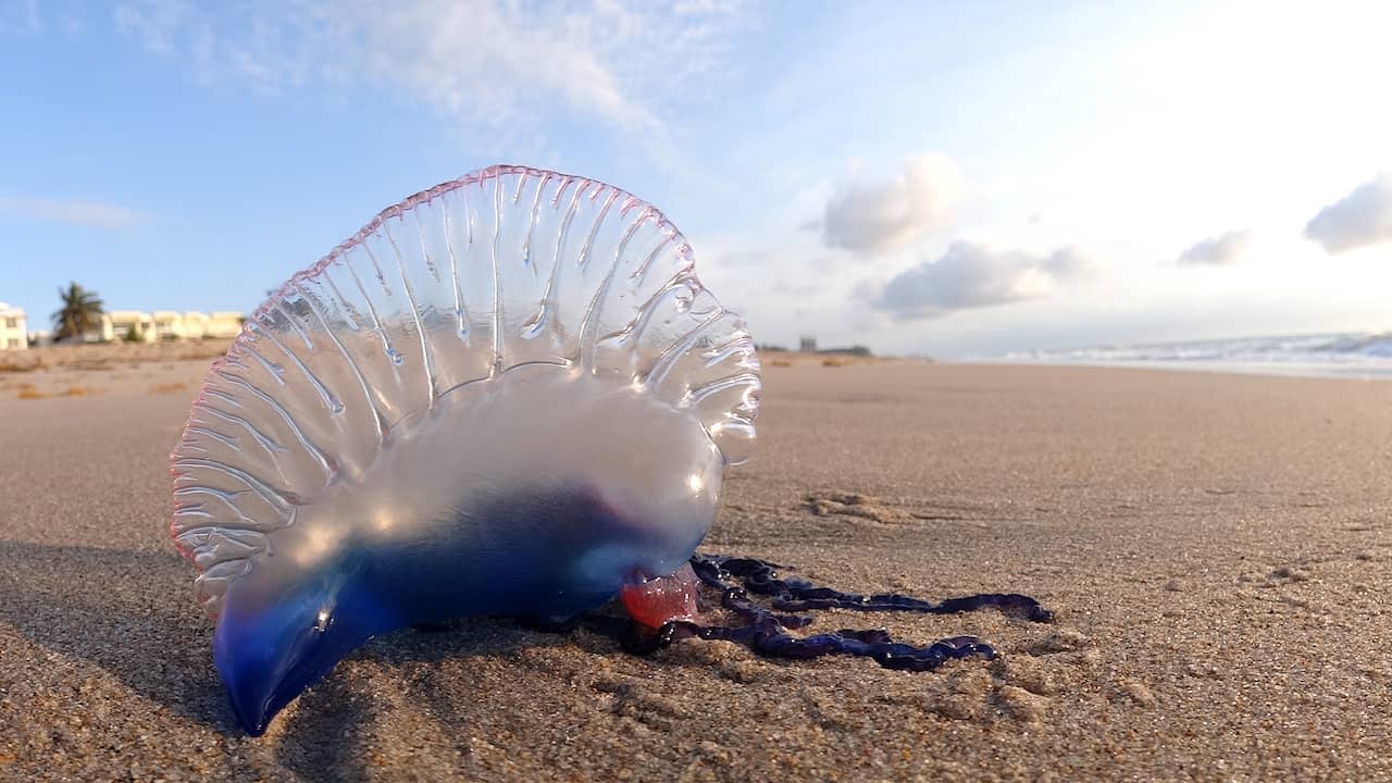 Alarm Op Britse Stranden Wegens Aanspoelen Portugees Oorlogsschip