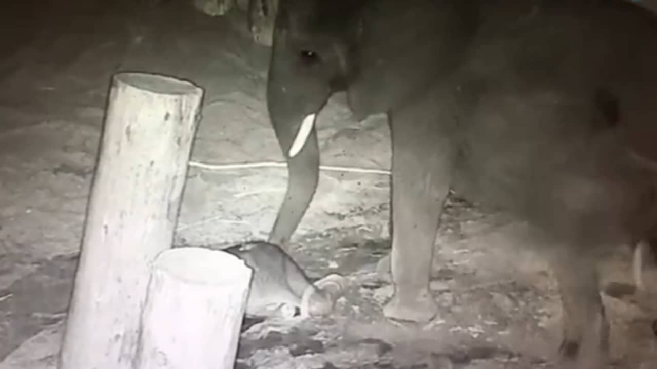 Afrikaanse olifant geboren in Beekse Bergen