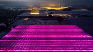 Drone filmt innovatieve roze ledverlichting in Westlandse kassen