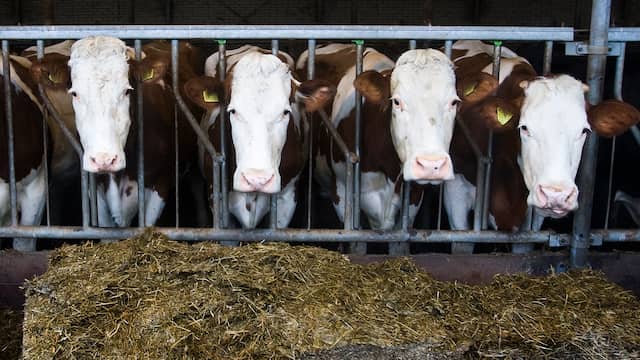 Stop Eating Your Friends! (Go Vegan) - Page 9 Vijftig-dode-koeien-gelderse-boerderij