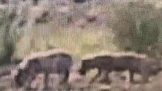 Drie jonge wolven gespot op de Veluwe