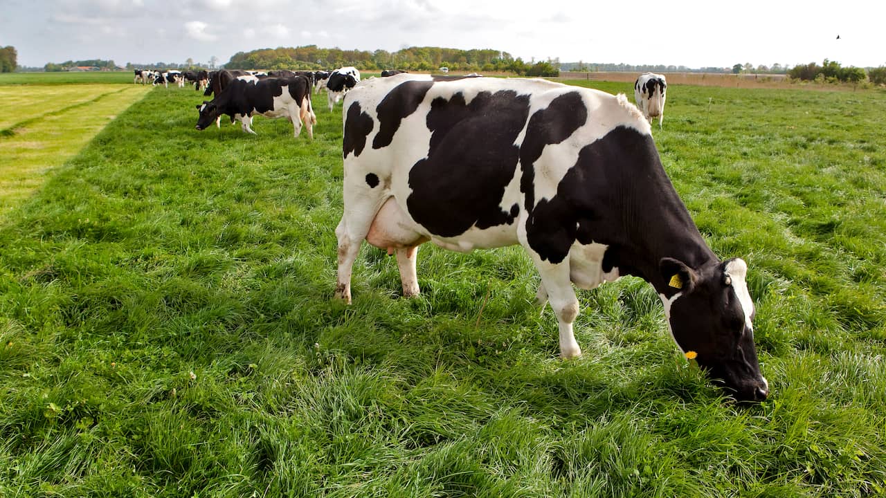 Kleine melkveehouderij laat koe vaker grazen dan groter bedrijf - NU.nl