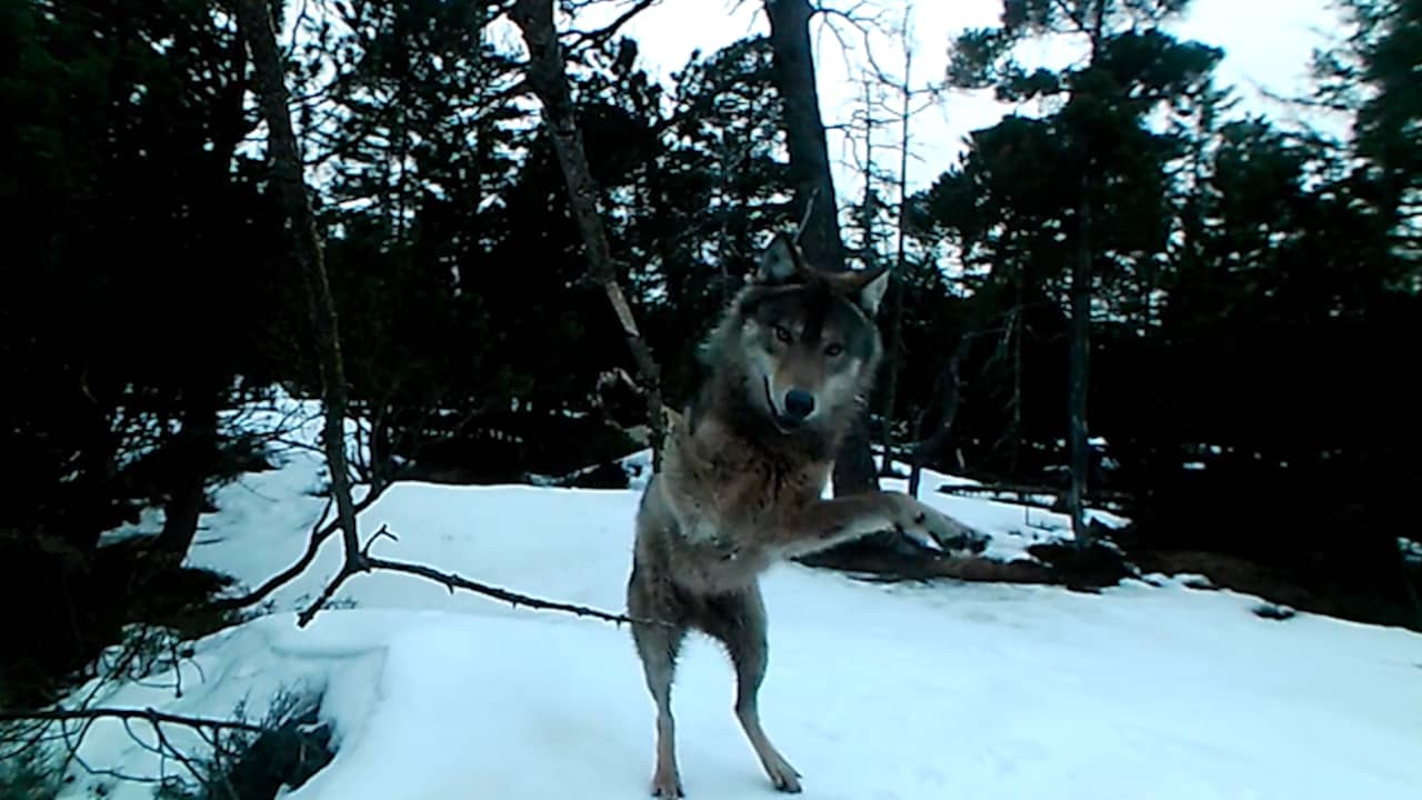 Beeld uit video: Wolvin springt op en neer voor camera in Duitsland