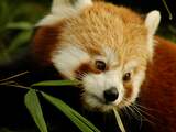 Voor het eerst een rode panda geboren in Vogelpark Avifauna
