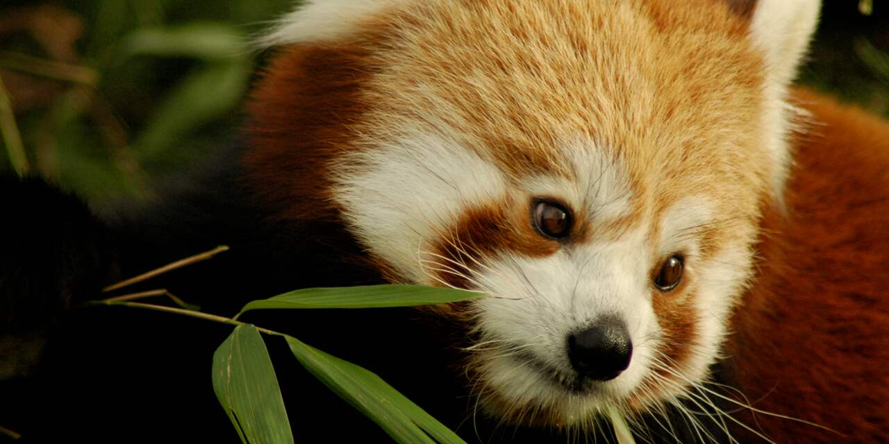 Voor het eerst een rode panda geboren in Vogelpark Avifauna