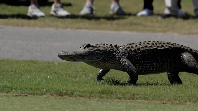 Alligator verstoort op dooie gemak golftoernooi in VS