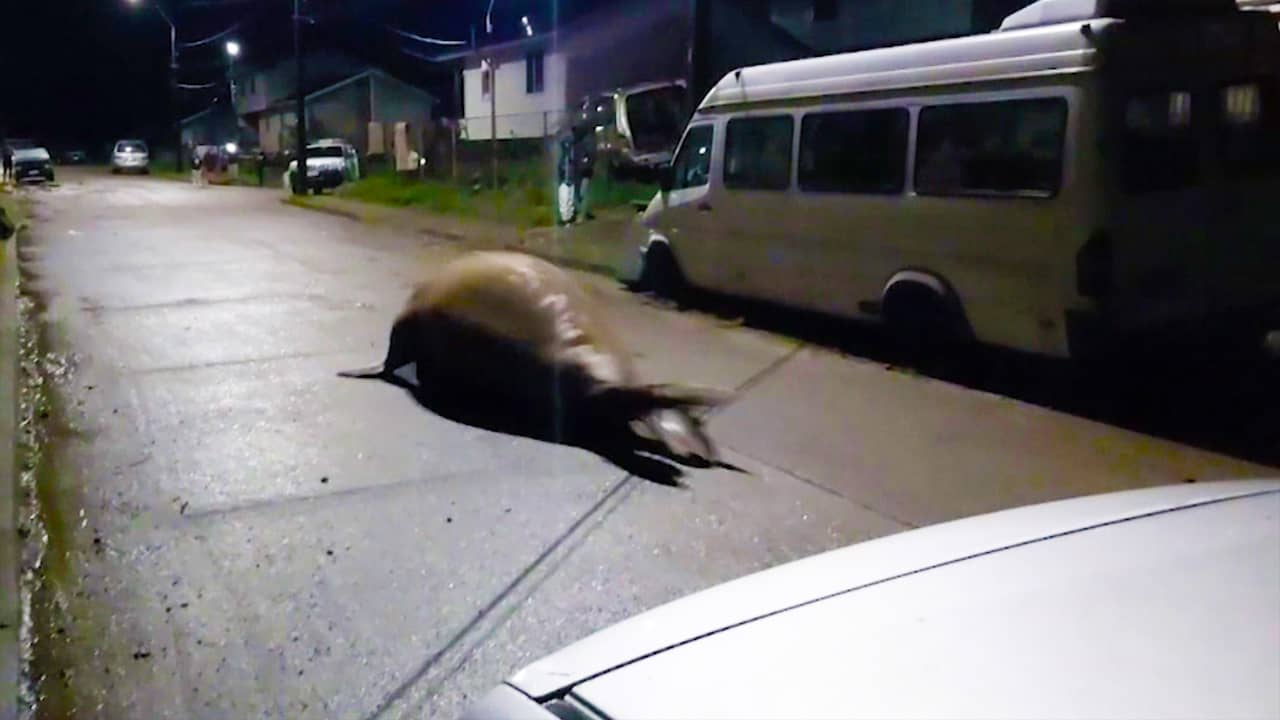 Beeld uit video: Chileense buurt helpt verdwaalde zeeolifant terug naar zee