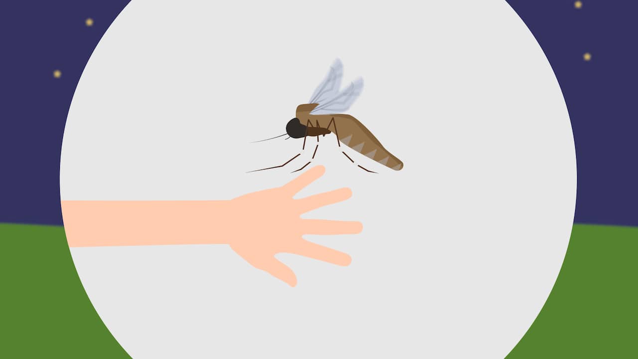 Beeld uit video: Waarom jij wakker wordt vol muggenbulten en je partner niet