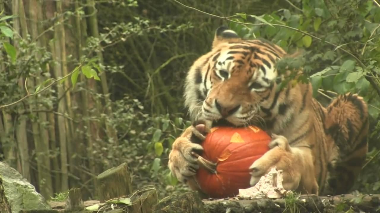 Beeld uit video: Ook in dierentuinen wordt Halloween gevierd