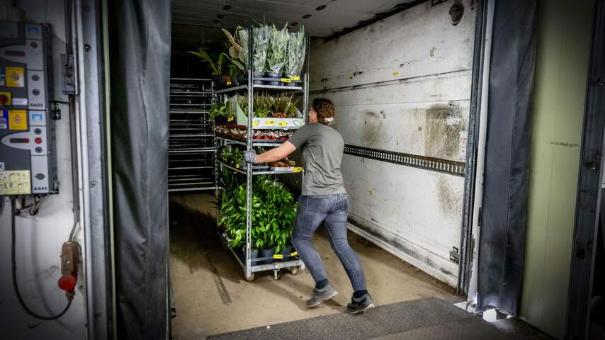 Nederlandse plantenexporteurs ervaren vaker problemen bij Britse controles