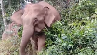 Zwervende olifanten na 17 maanden bijna terug in Chinees reservaat