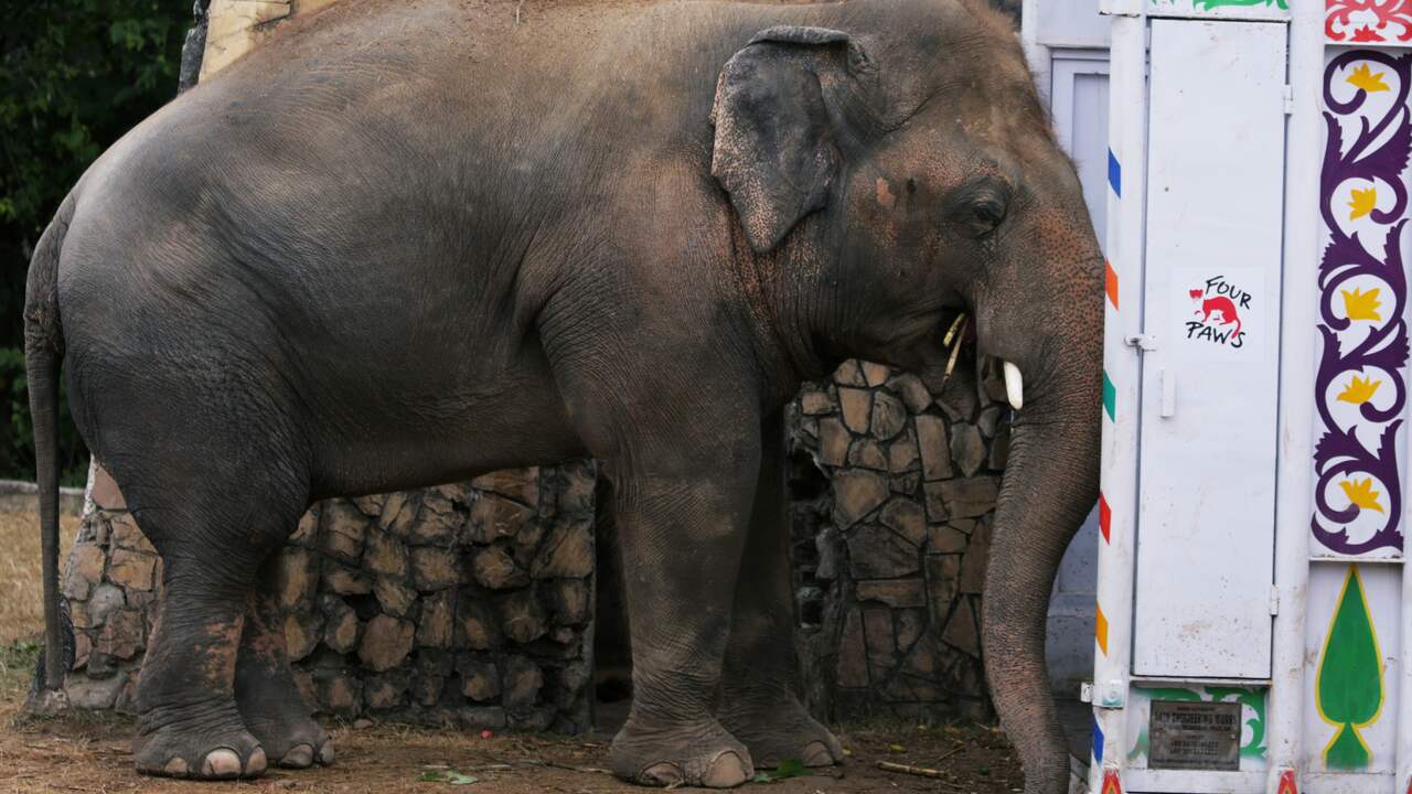 Beeld uit video: 'Eenzaamste olifant ter wereld' gered met hulp van Cher