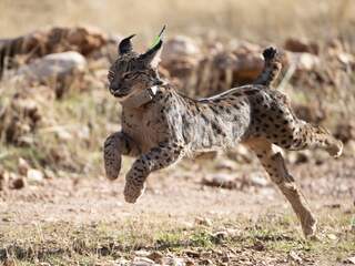Goed nieuws deze week: Sierra Leone verbiedt kindbruiden, lynx doet het beter