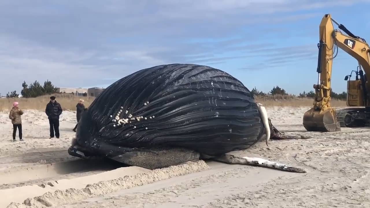 Beeld uit video: Opnieuw dode bultrug aangespoeld op strand in VS