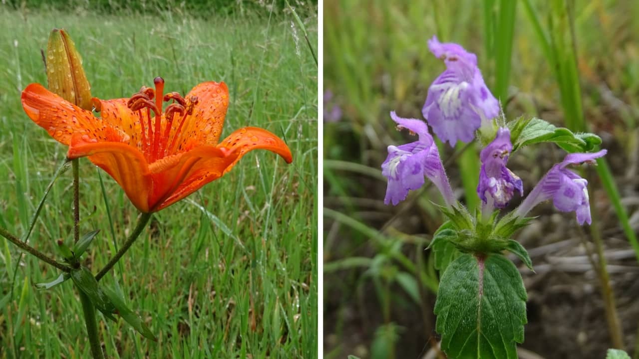Sommige uniek Veluwse bloemen zijn al verdwenen, zoals de oranje roggelelie en de brede raai, een verwant van de dovenetel, die vijf jaar geleden uitstierf.