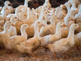 PLUS haalt producten eendenslachter uit schap om beelden dierenmishandeling