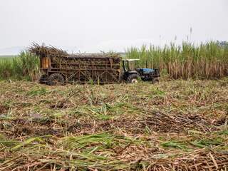 Prijzen van voedsel bleven in juni stabiel