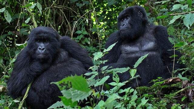 Veel toeristen komen naar Rwanda om een glimp op te vangen van de met uitsterven bedreigde populatie berggorilla's.