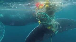 Bultrug zit met staart vast in haaiennet voor Australische kust