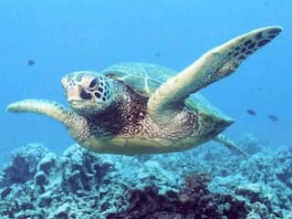 Populatie Australische zeeschildpadden dreigt volledig vrouwelijk te worden