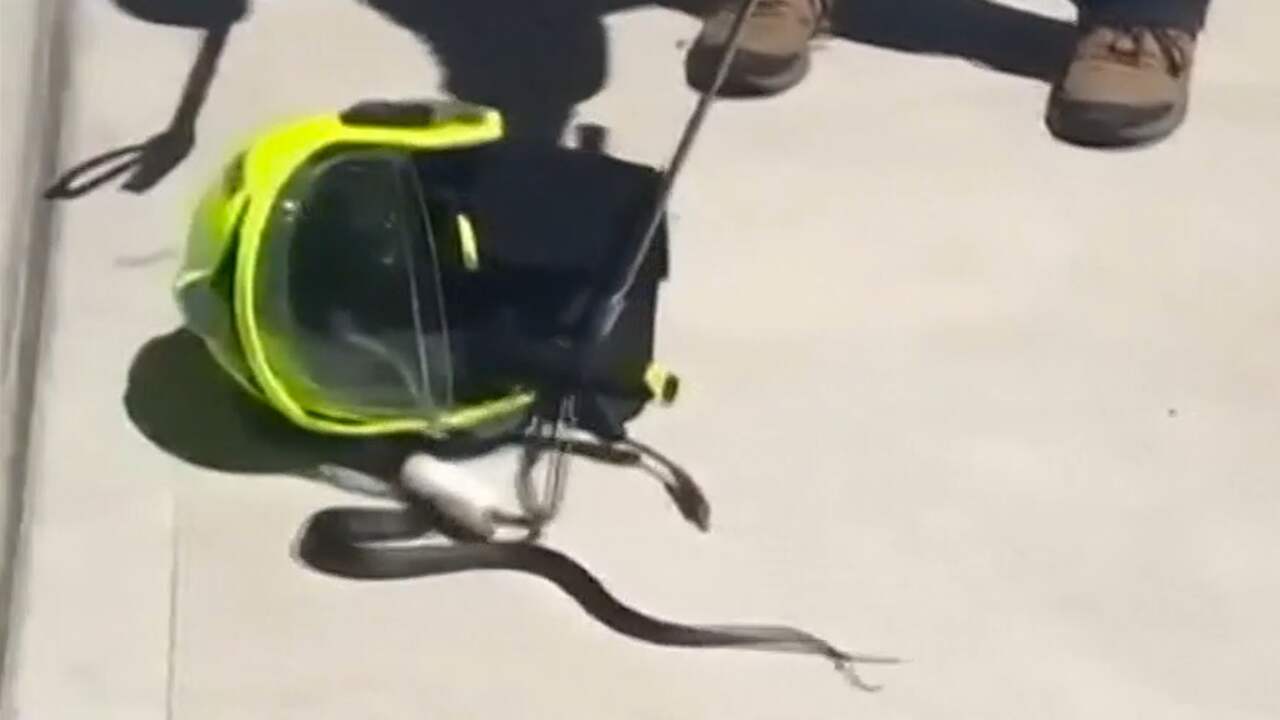 Beeld uit video: Australische brandweerman vindt slang in helm
