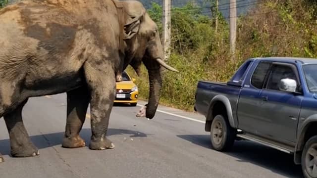 Olifant steelt eten uit achterbak van auto in Thailand