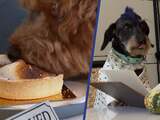 Honden smullen in speciaal hondenrestaurant in San Francisco