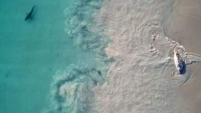 Karkas walvis trekt witte haaien aan in Australië