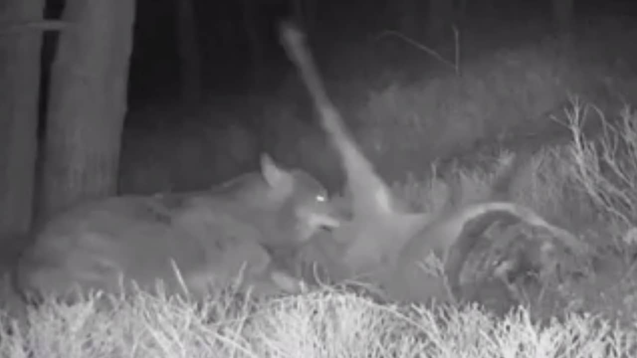 Beeld uit video: Unieke beelden van wolf die prooi verslindt op de Veluwe