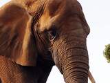 Laatste Afrikaanse olifant van Australië overleden