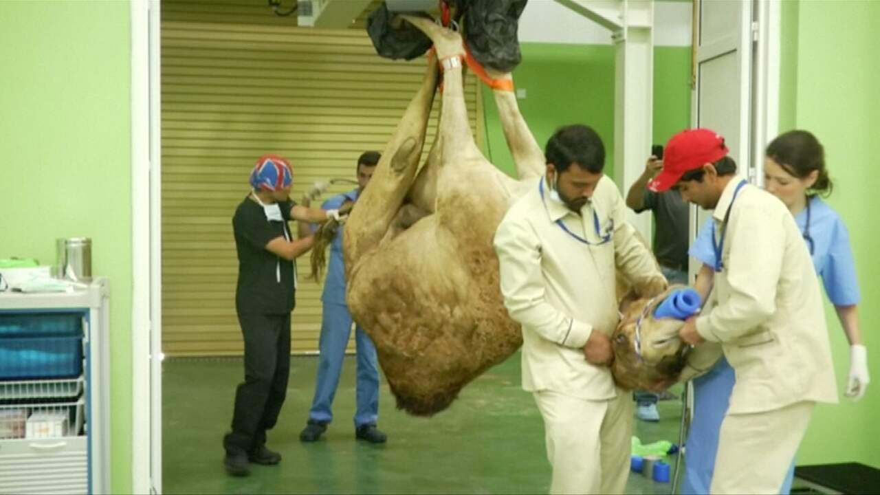 Beeld uit video: Eerste ziekenhuis voor kamelen geopend in Dubai