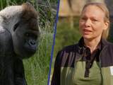 Bokito overleden: 'Was een heel bijzondere gorilla'