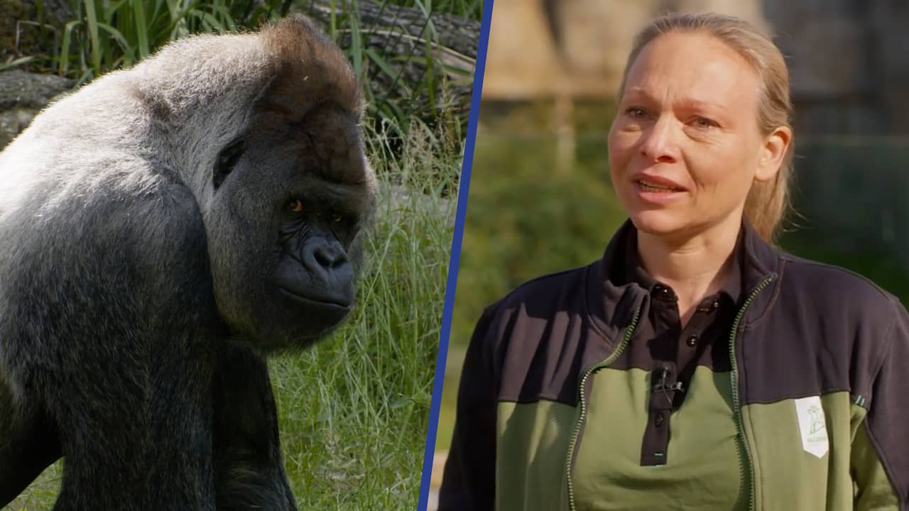 Beeld uit video: Bokito overleden: 'Was een heel bijzondere gorilla'